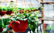10种植物帮您去除甲醛